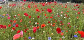 Wildflower & BNG seeding for Solihull MBC. Germination achieved with 14 days.
