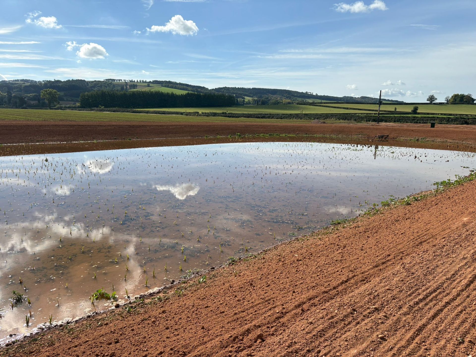 Wetland SUDS pond post seeding with sustainable products.
