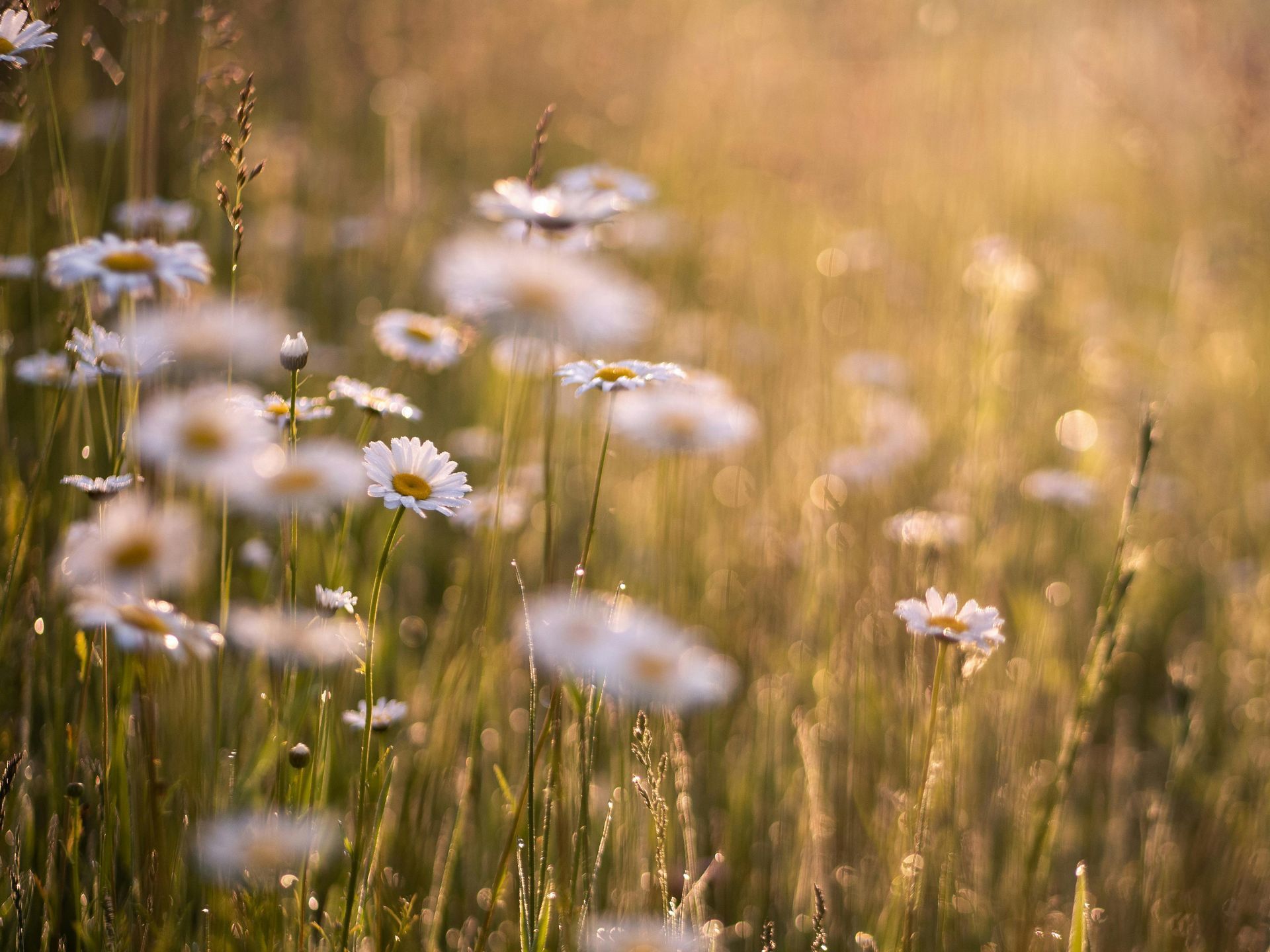 Established wildflower meadow in Yorkshire with native species in bloom