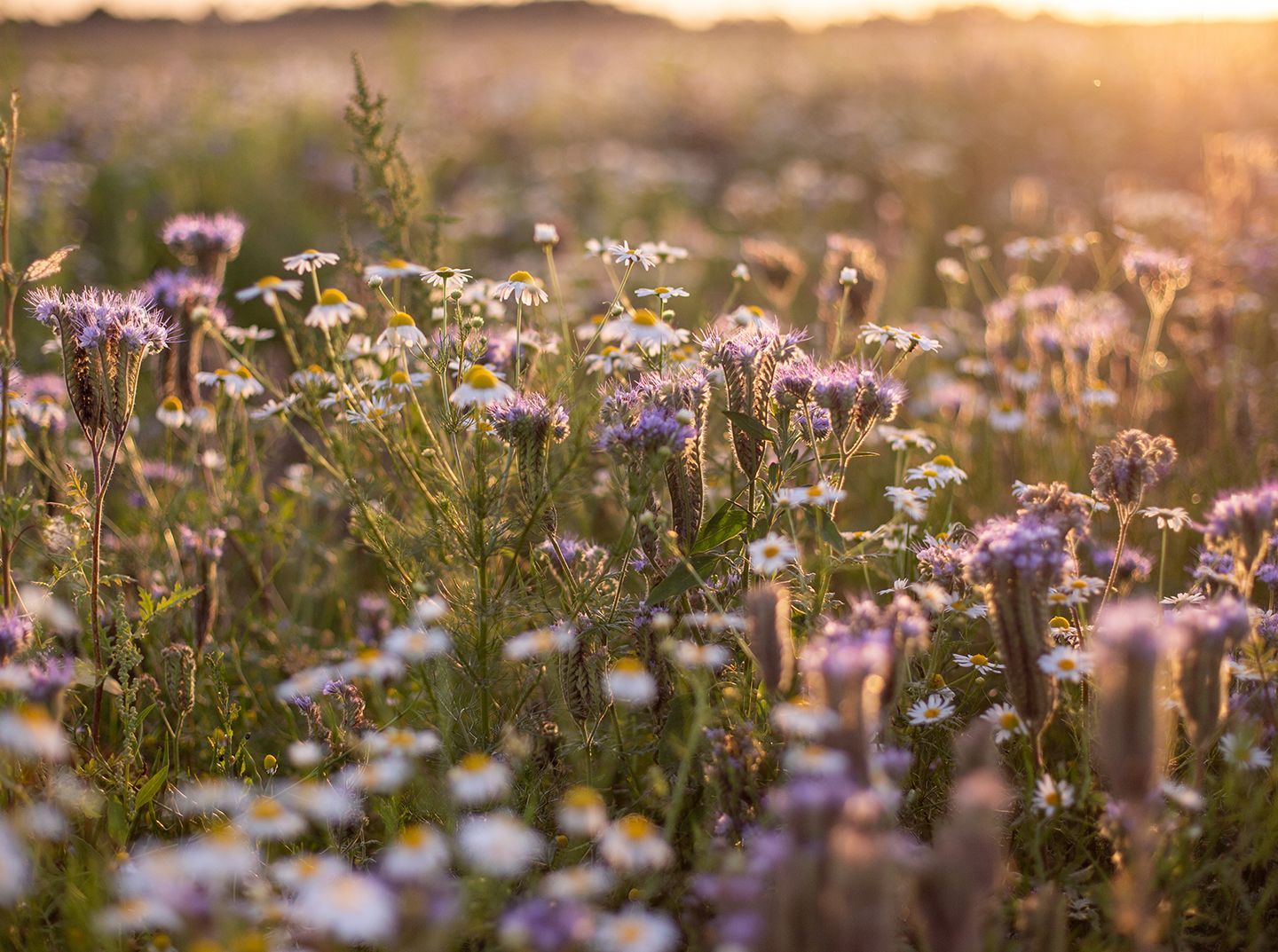 Species-rich wildflower meadow established for Biodiversity Net Gain compliance