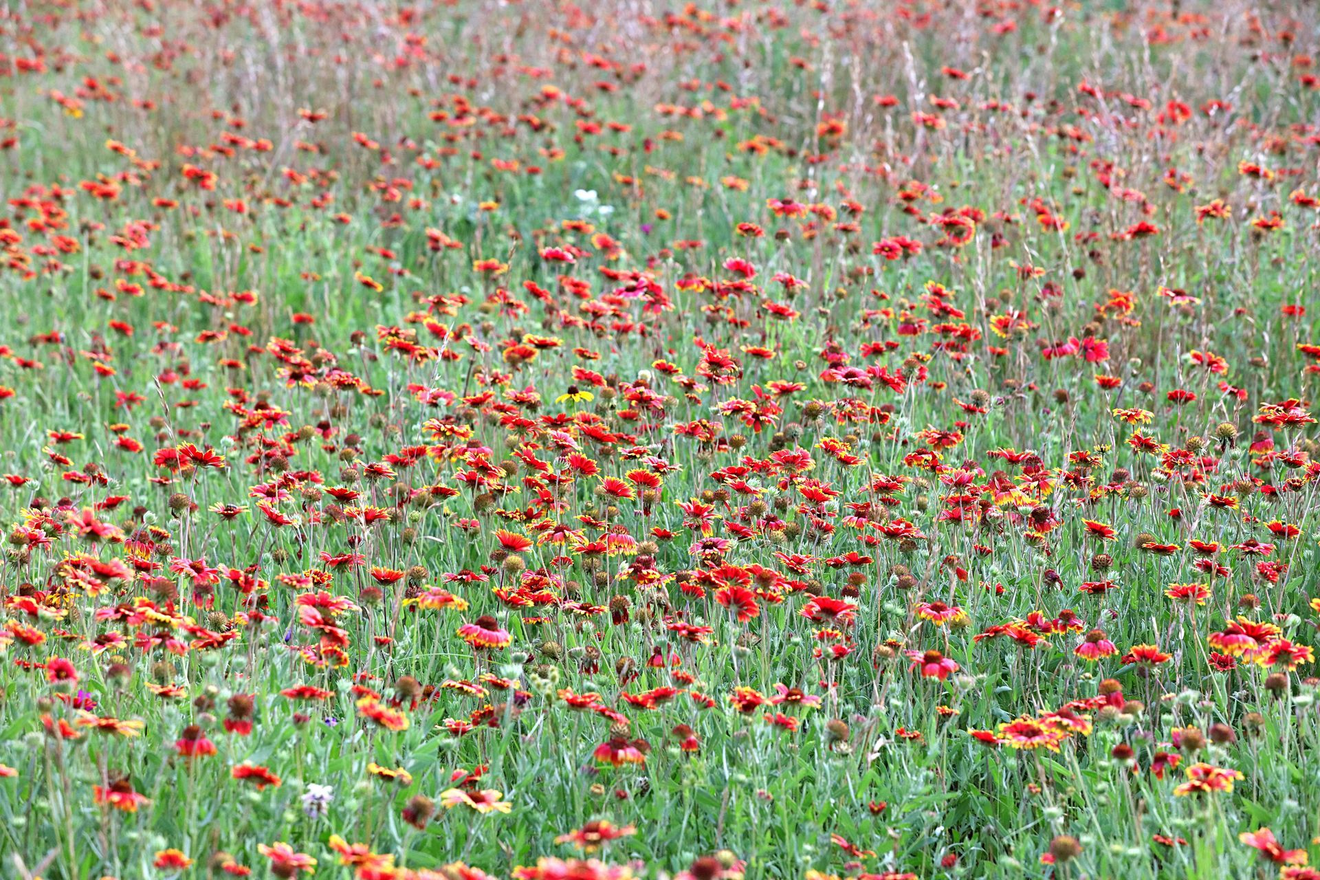 Wildflowers planted by CDTS North & West on the Wistow Estate. 