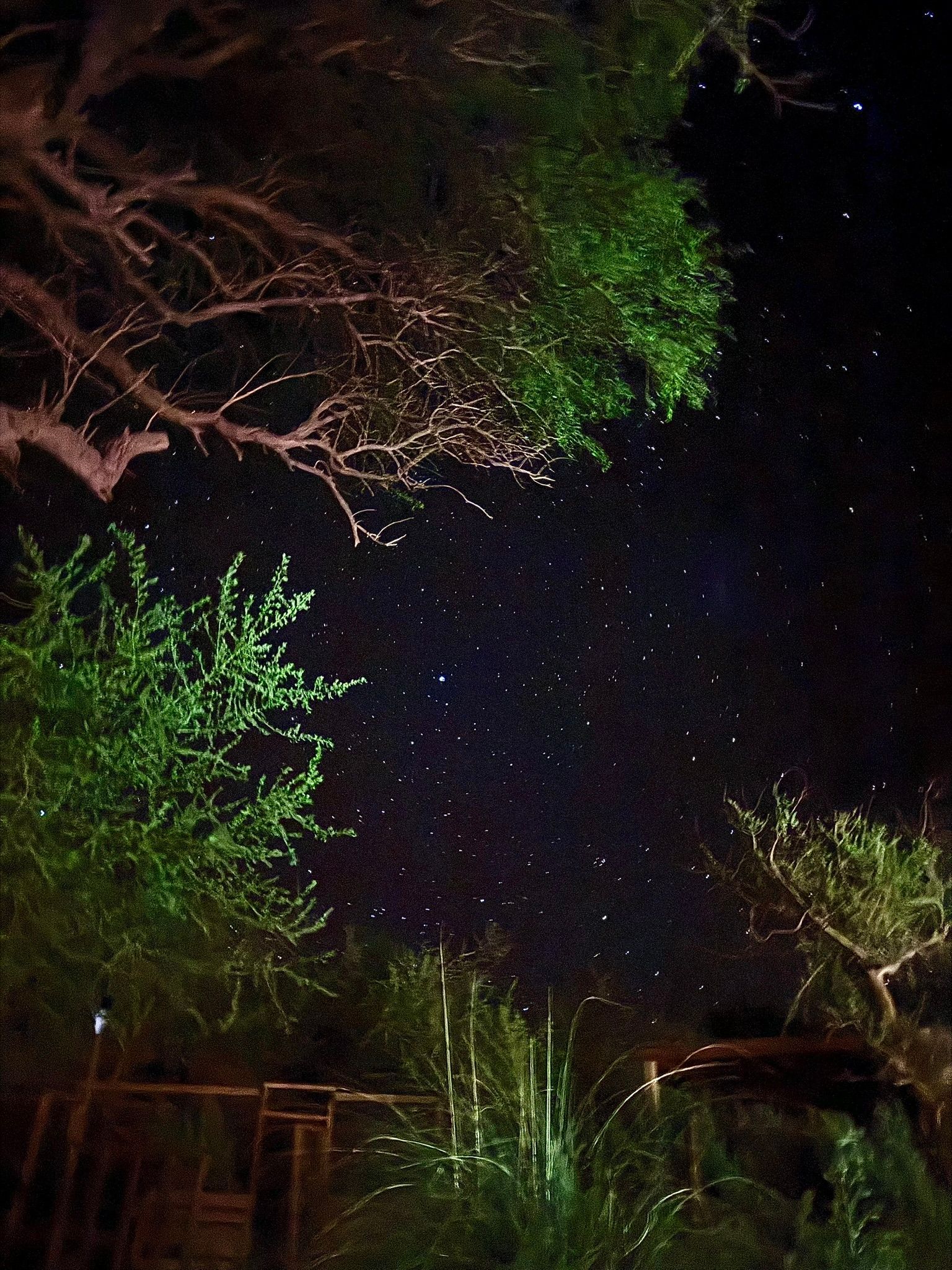 Cielo nocturno sobre árboles y arbustos, con estrellas visibles a través de las ramas y el follaje oscuro.