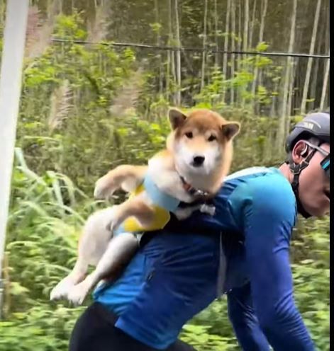 Shiba Inu dog riding on a person's back while they bike down a path; dog wears a yellow and blue harness.
