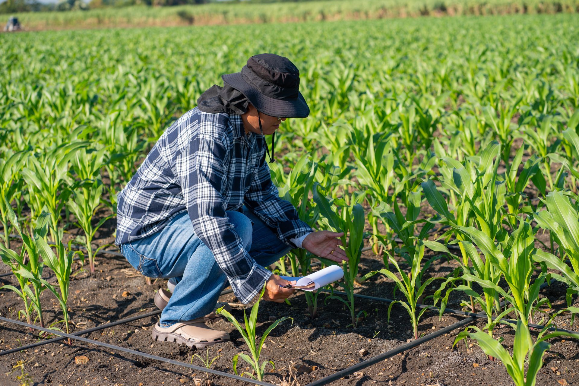 Farmer kneeling in a green cornfield, inspecting young plants with a clipboard