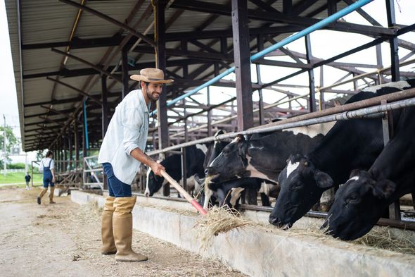 Farmer feeding black cattle in a covered barn with a trough and hay on the ground