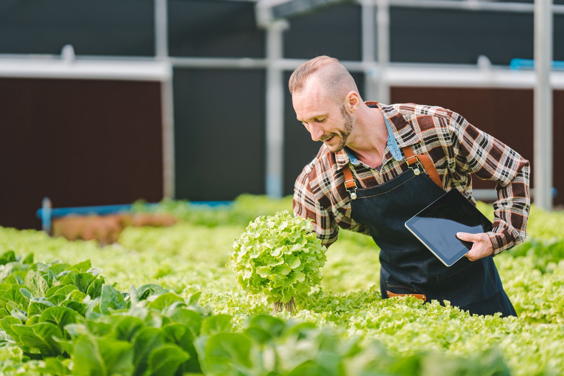 Farmer inspecting leafy crops in a greenhouse, holding a tablet and bending over the plants.