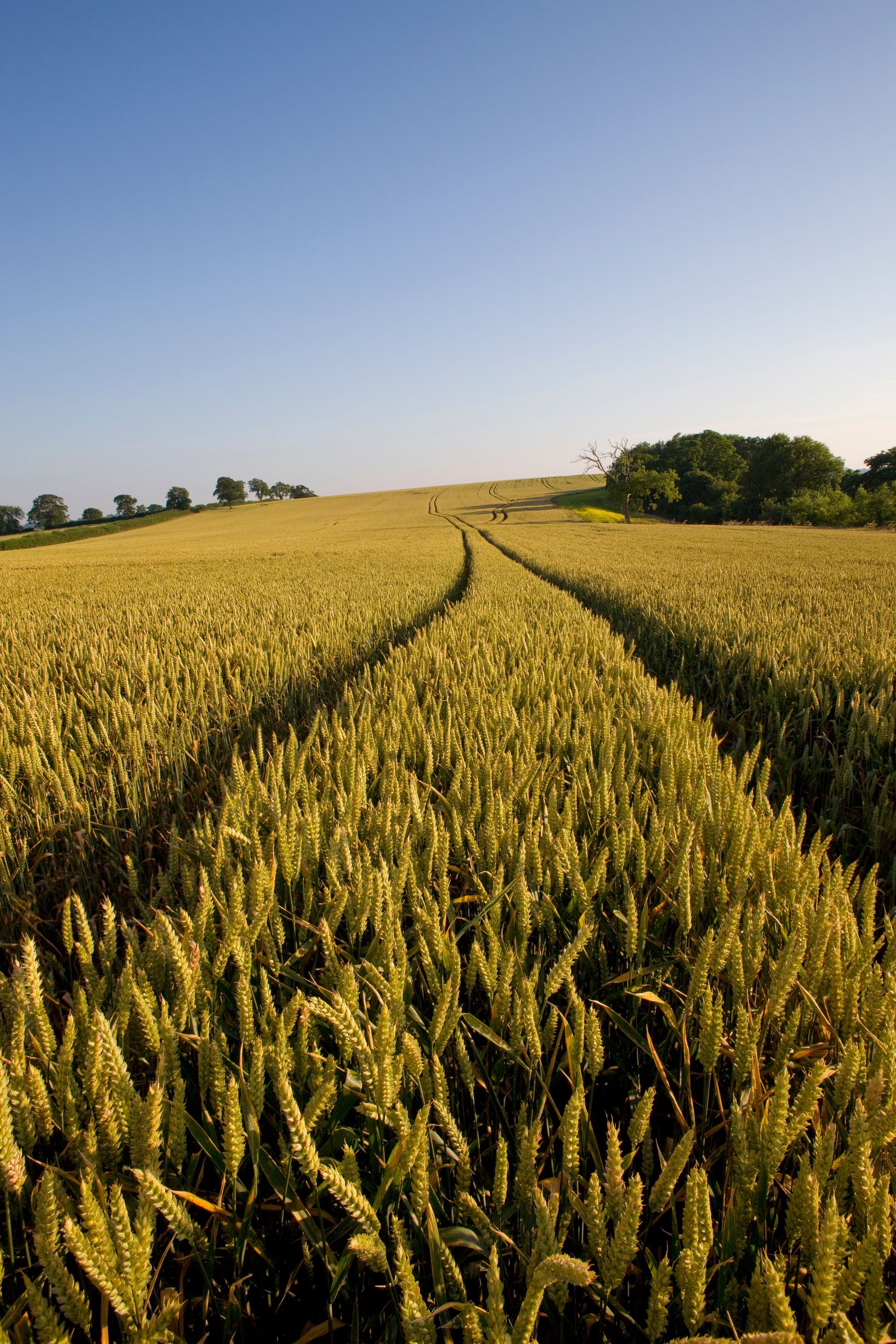 Golden crop field with tractor tire tracks under a clear blue sky