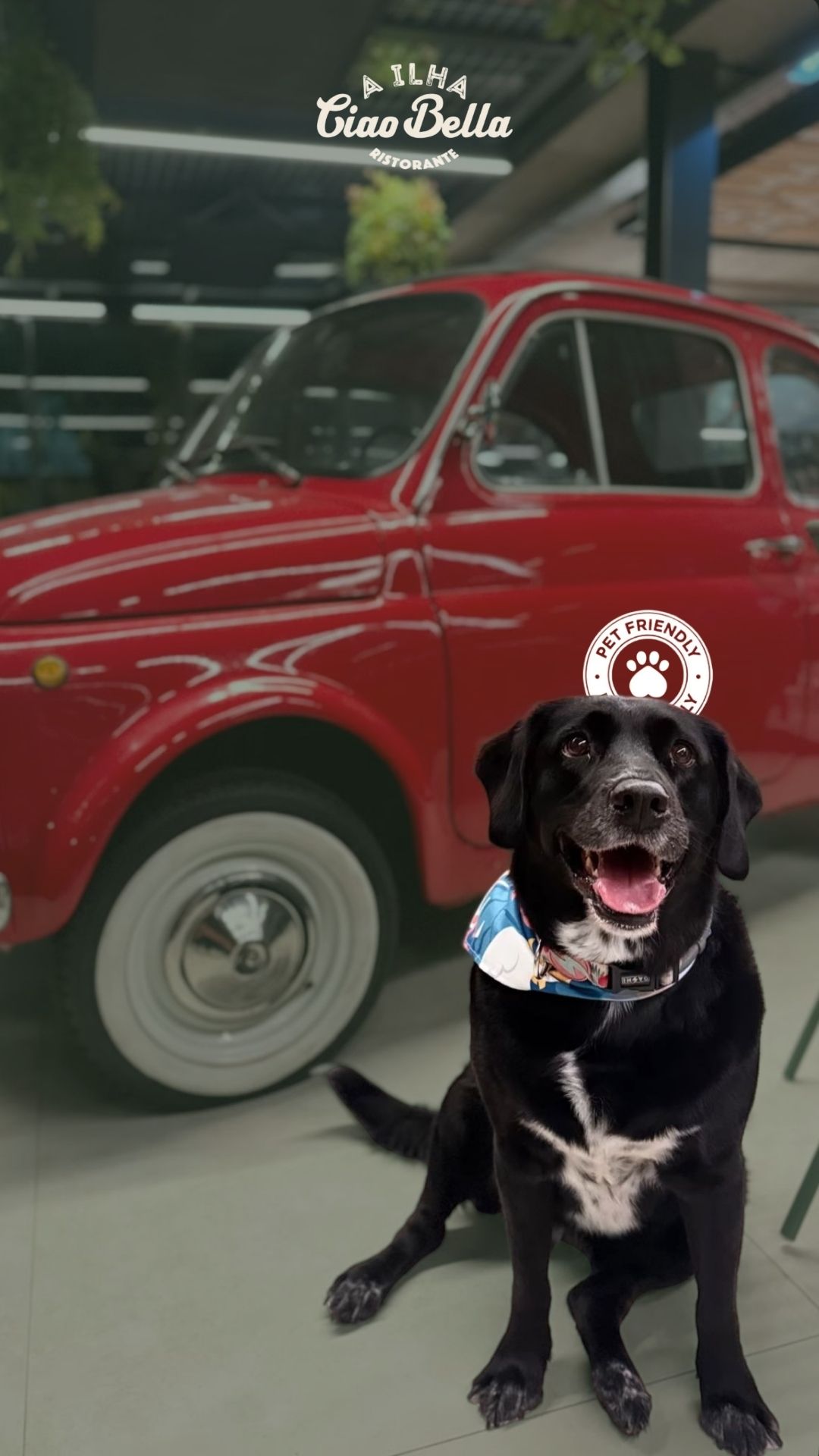 Um cachorro preto usando uma bandana está sentado em frente a um carro antigo vermelho dentro de uma concessionária.