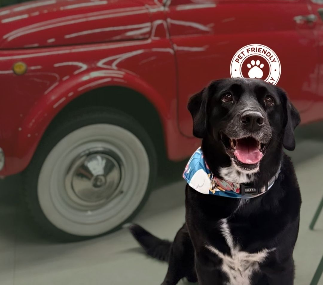 Cachorro preto com bandana azul sentado em frente a um carro vermelho, com a boca aberta e ofegante.