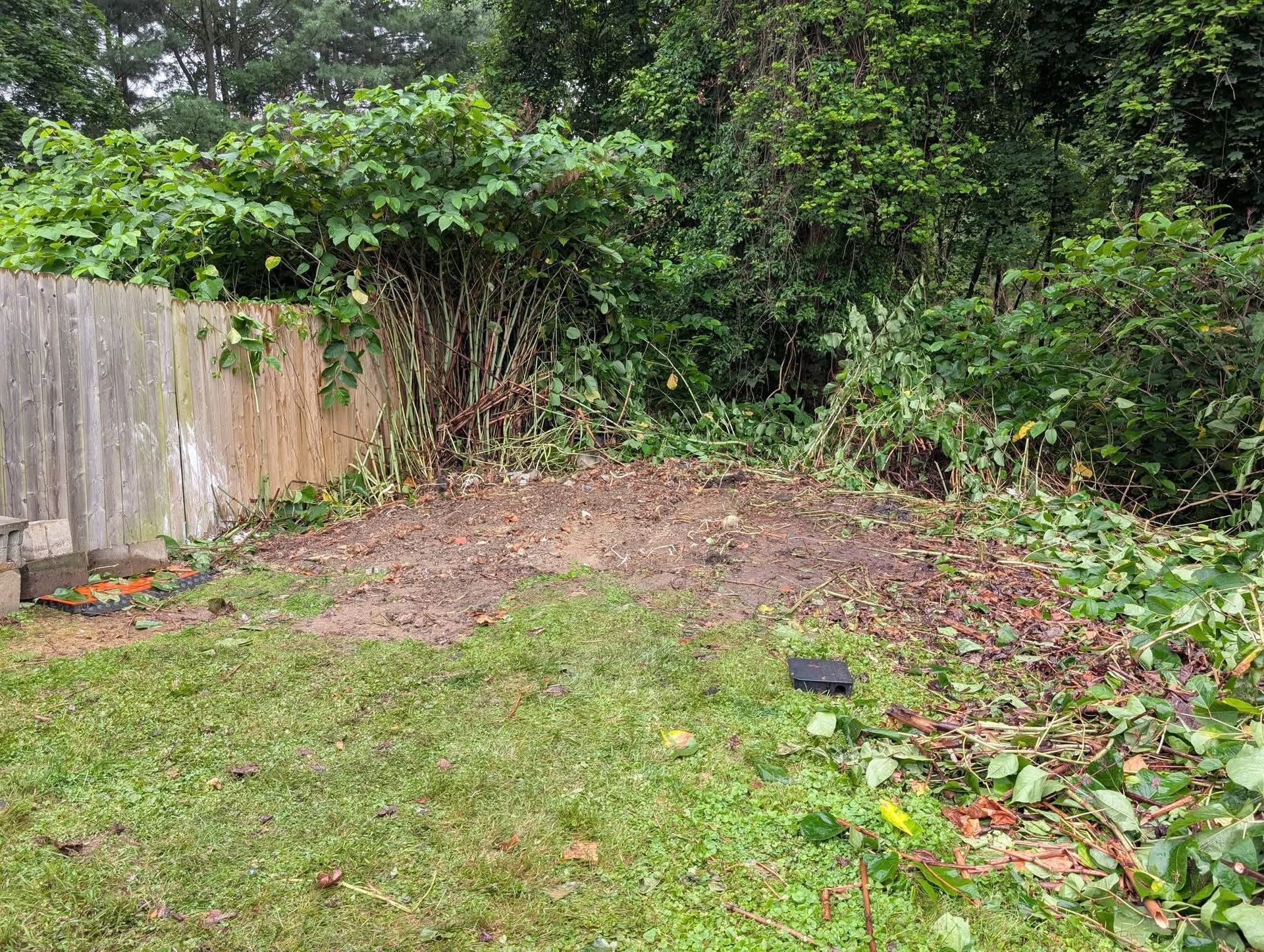 Backyard with cleared dirt patch, overgrown bushes, and wooden fence. Green grass and scattered debris.