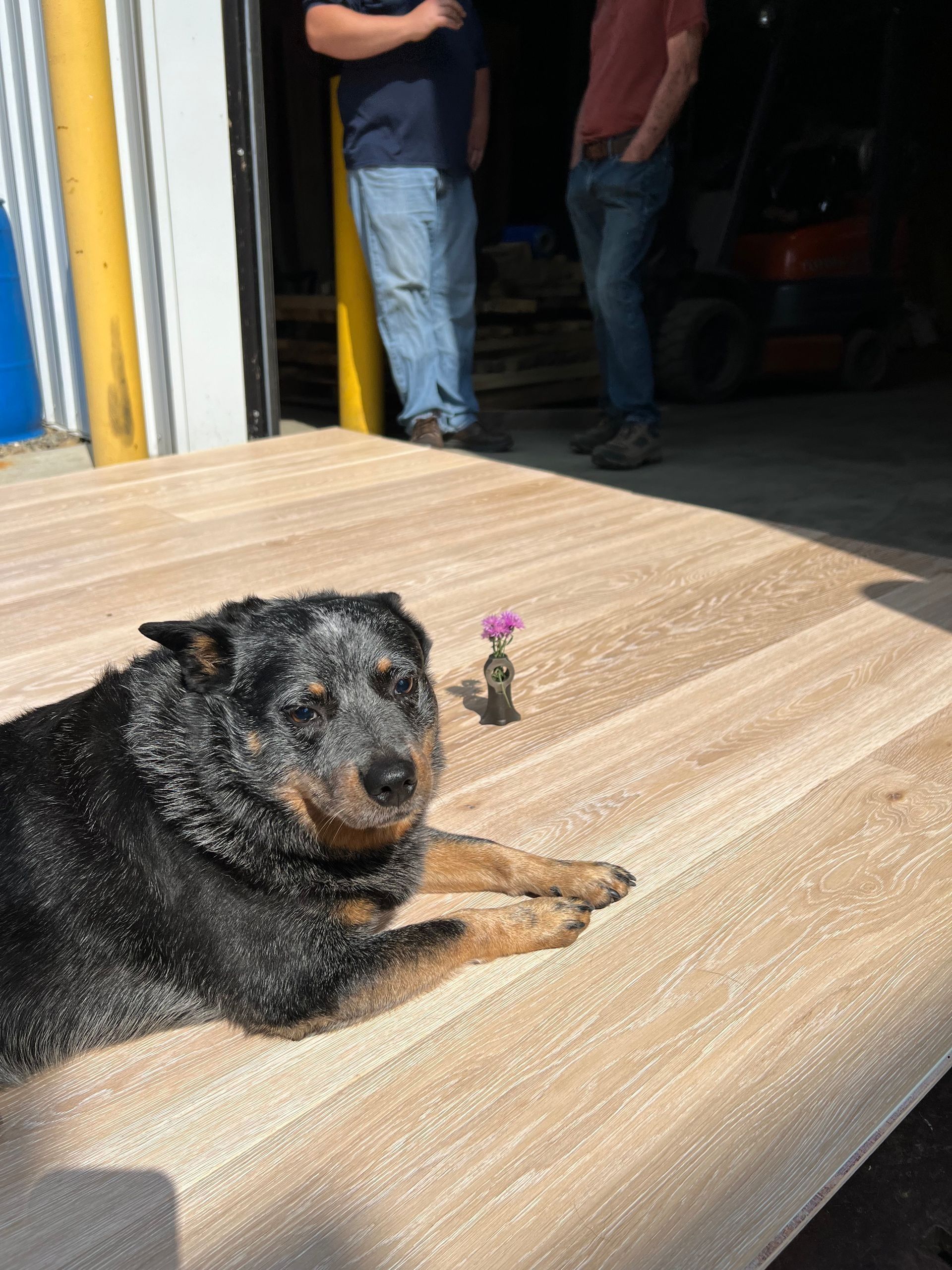 Black dog lying on a wooden ramp outside a doorway, with two people standing in the background.