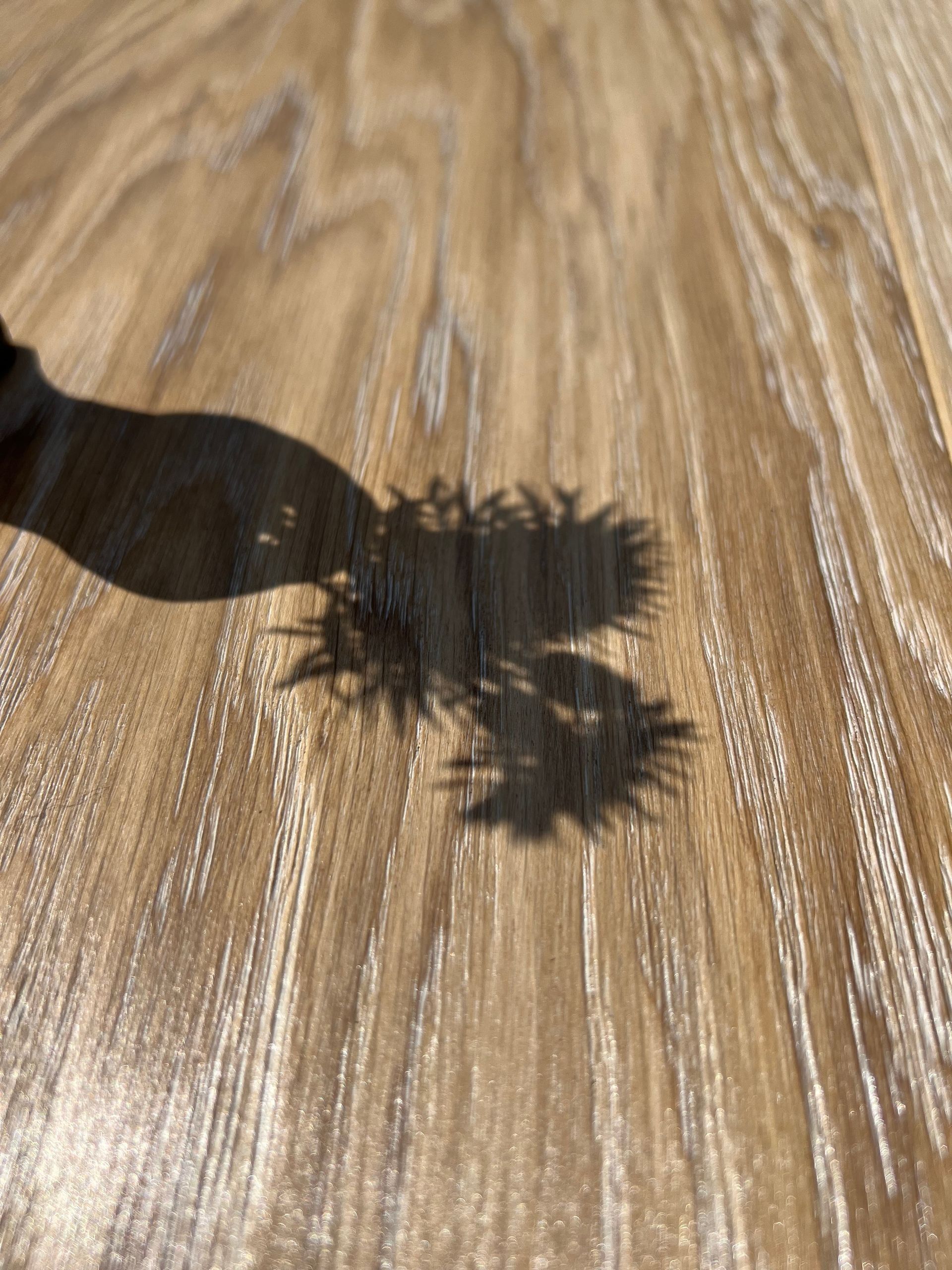 Shadow of a hand holding a small fern on a sunlit wooden surface