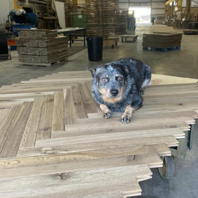 A small speckled dog lying on a stack of wood planks in a workshop.