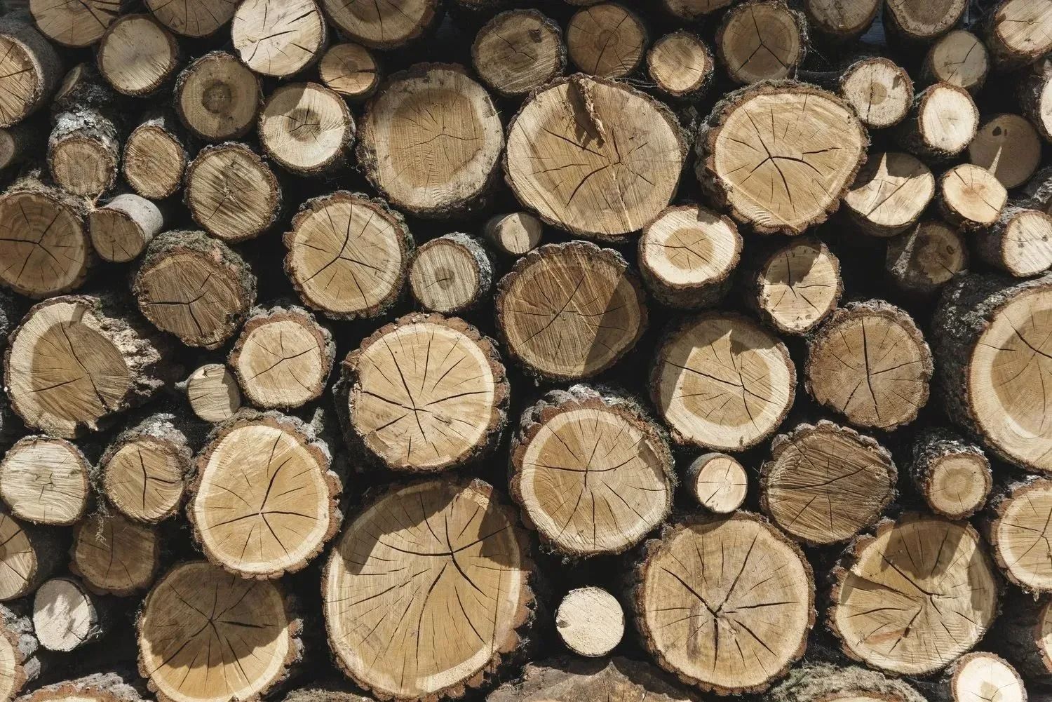 Stacked cut logs with visible tree rings and bark, filling the frame in a natural woodpile pattern
