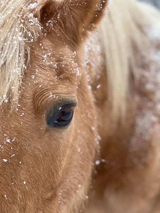 Close-up of a brown horse’s face with a white mane and a dark eye, dusted with water droplets