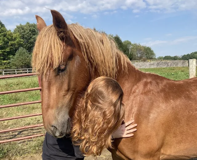 Person hugging a chestnut horse in a grassy paddock under a blue sky