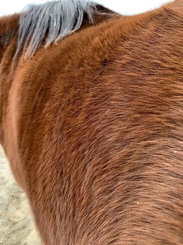Close-up of a brown horse’s coat and dark mane against a light background