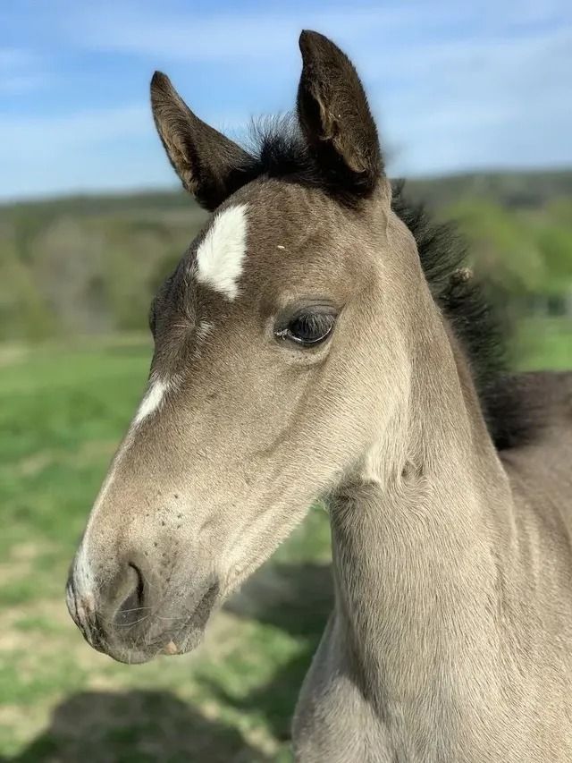 Close-up of a tan foal with a white star on its forehead, standing outdoors against a blurred green field and sky