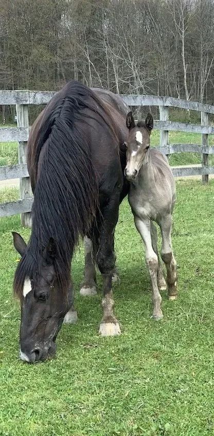 Black horse grazing beside a light gray foal in a grassy paddock with a wooden fence