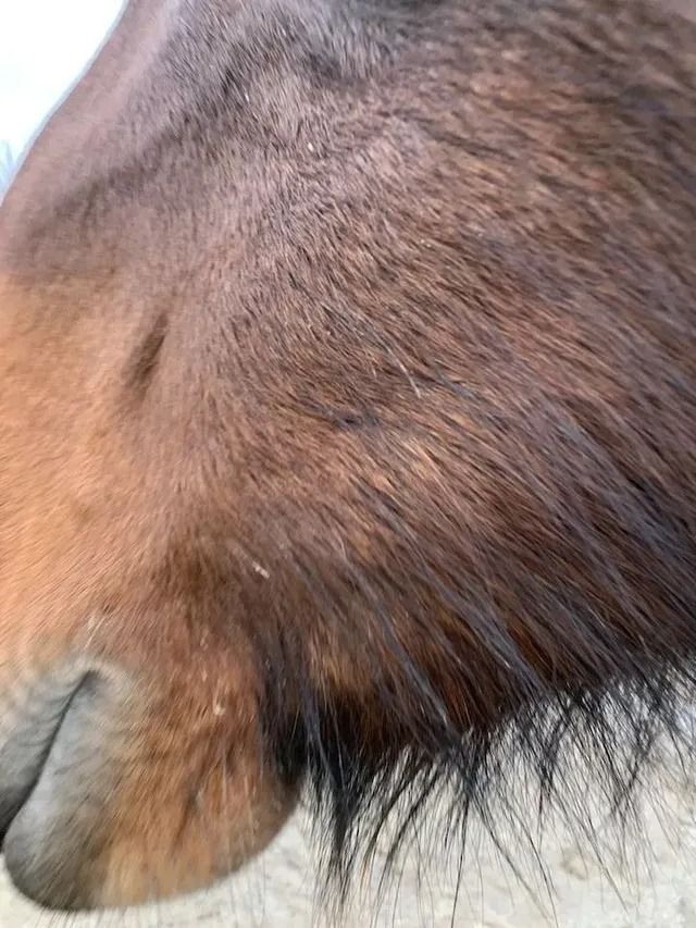Close-up of a brown horse’s mane and ear against a gray background
