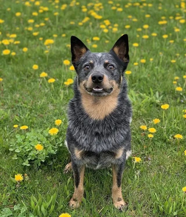 Black and tan dog standing in a grassy field with yellow flowers.