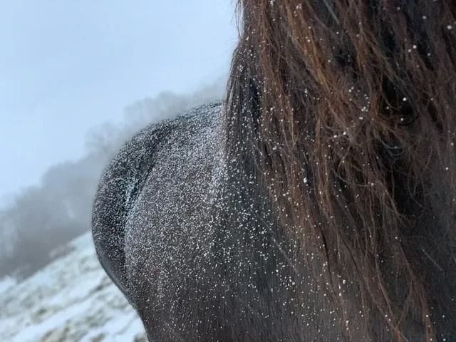 Close-up of a person’s dark hair and gray coat dusted with snow in a snowy outdoor setting
