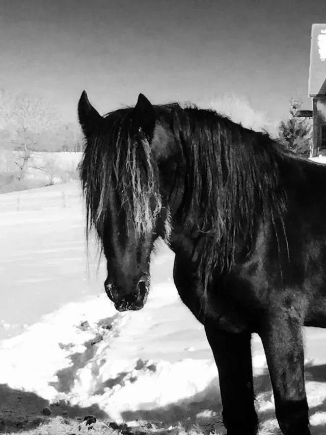 Black horse standing in snow, head lowered, on a snowy roadside