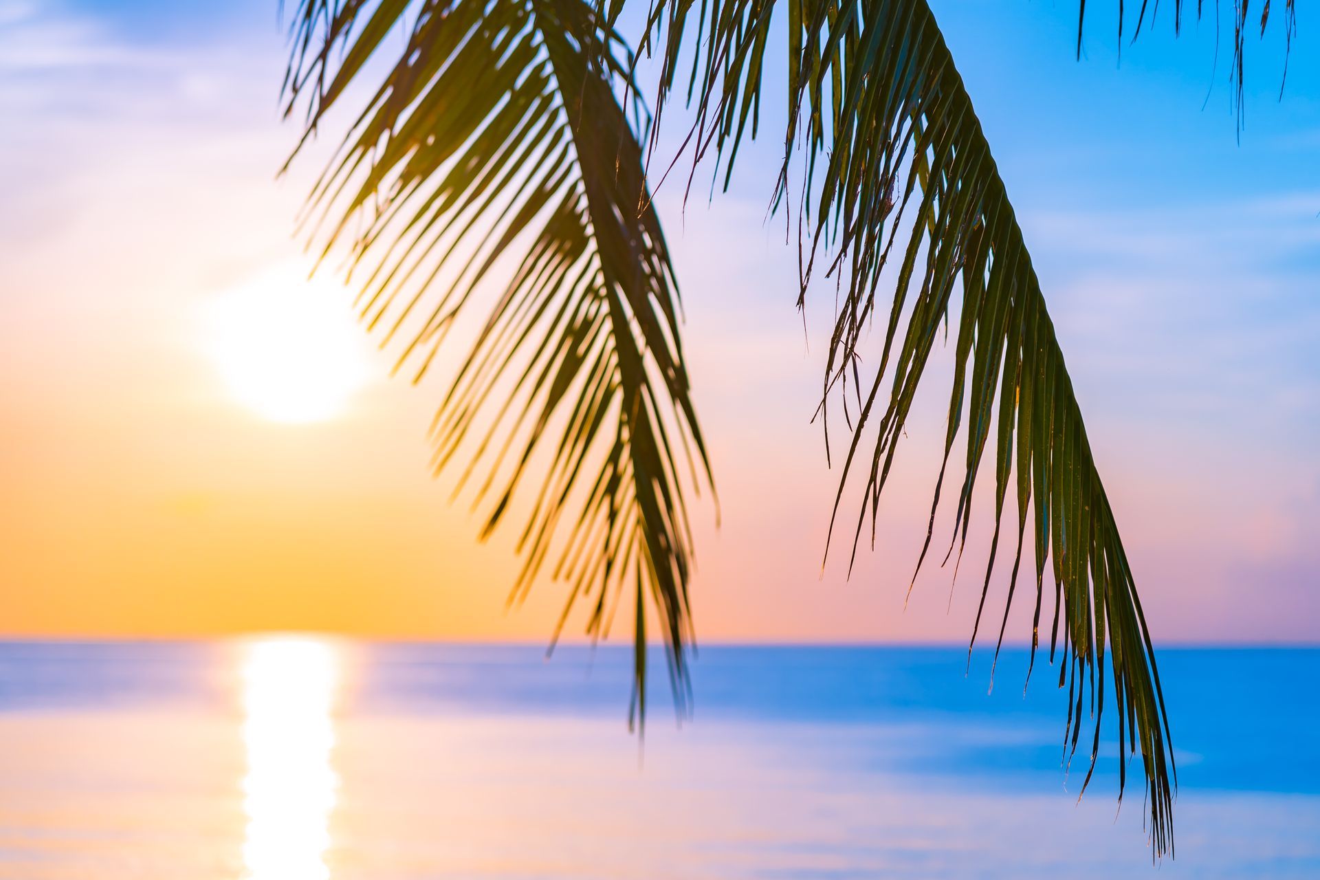 Palm frond silhouetted over a colorful beach sunset with calm ocean reflections