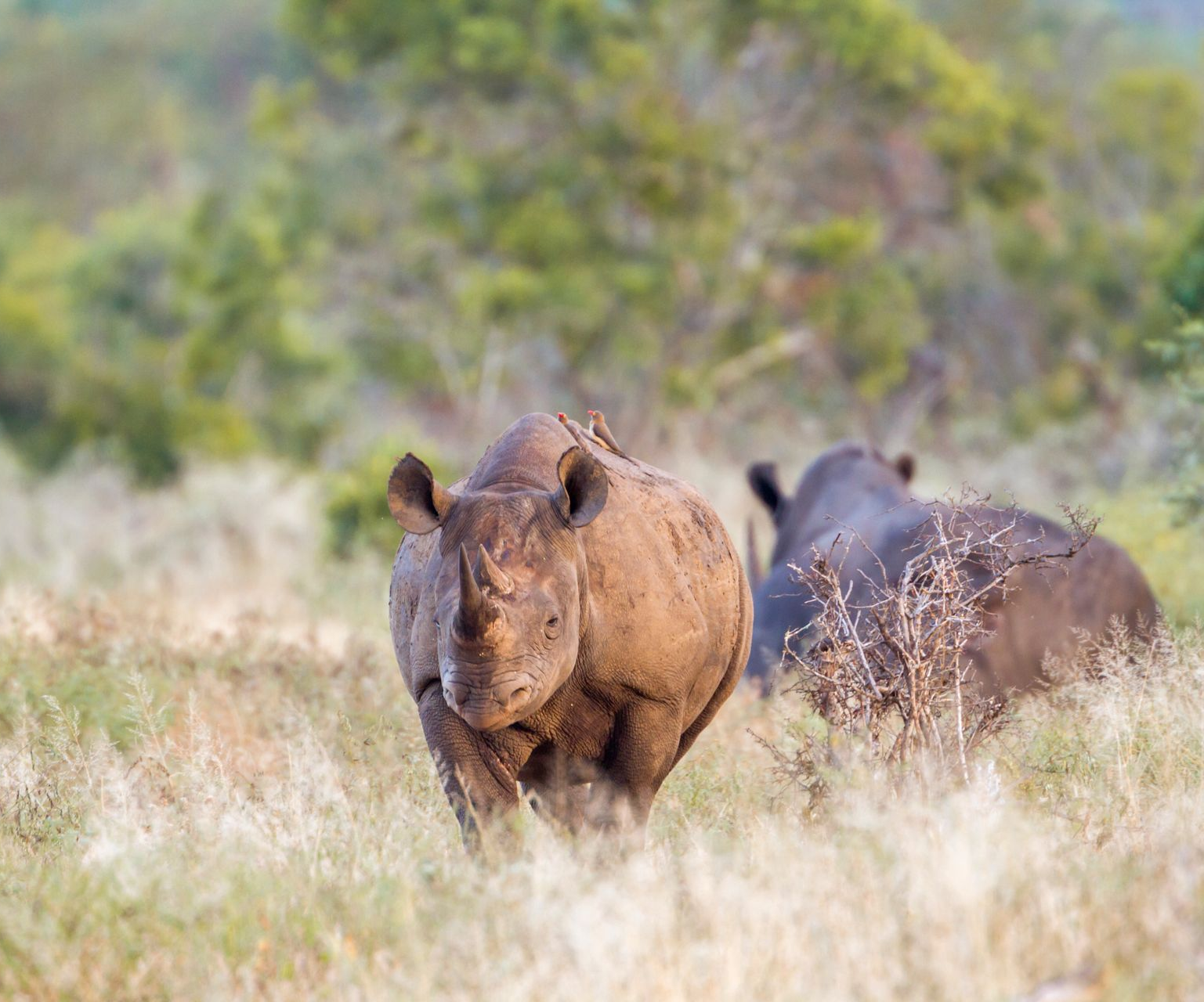 Two rhinos standing in tall grass, one facing forward in a brushy savanna.