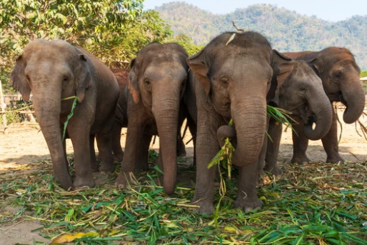 Five elephants walking toward the camera in a grassy, wooded area with hills behind them