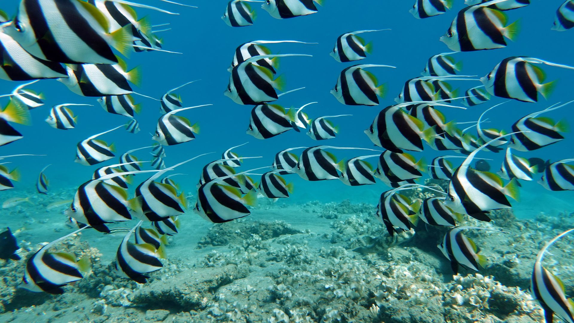 School of black-and-white striped fish swimming over a coral reef in clear blue water