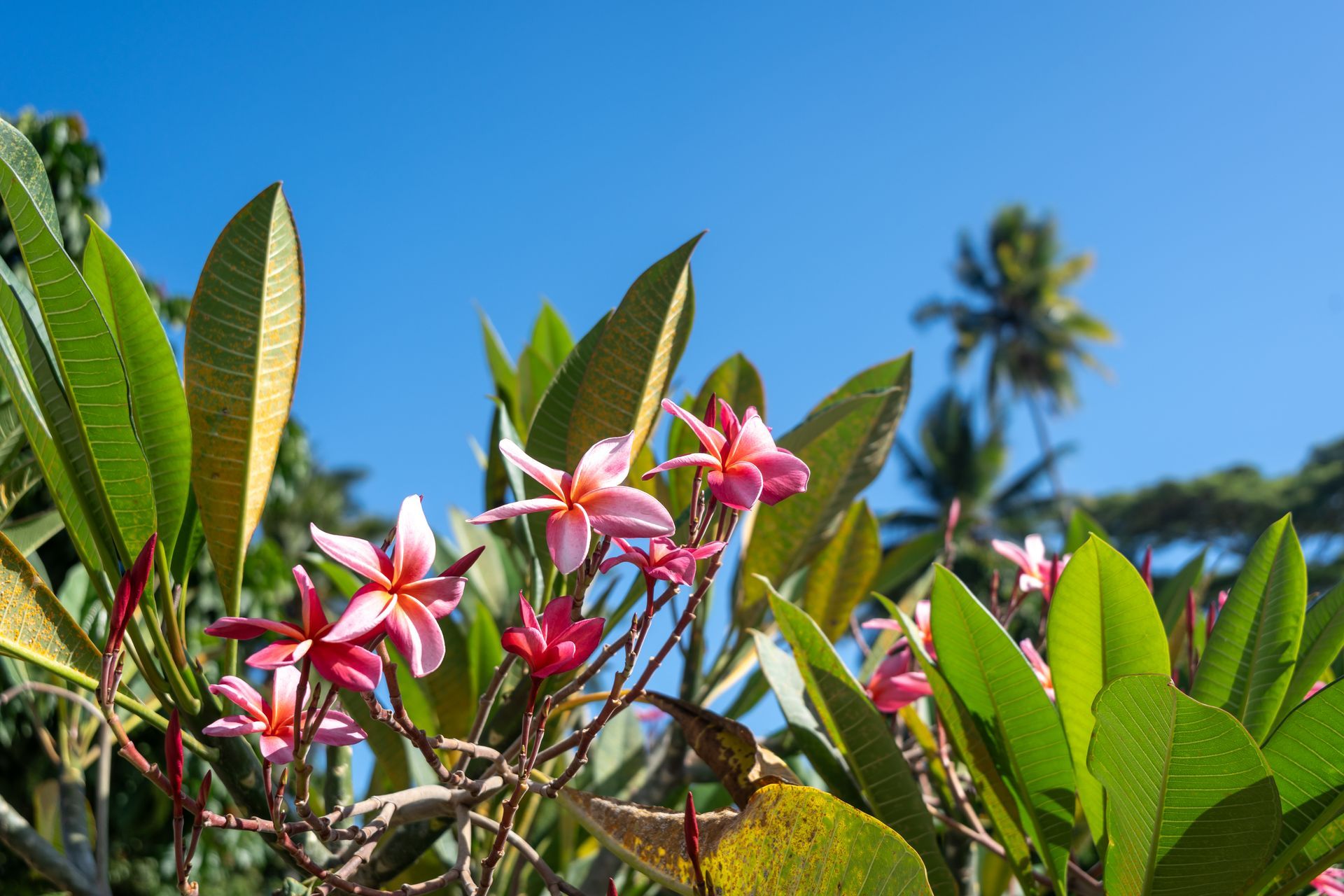 Pink plumeria flowers and green leaves against a bright blue sky