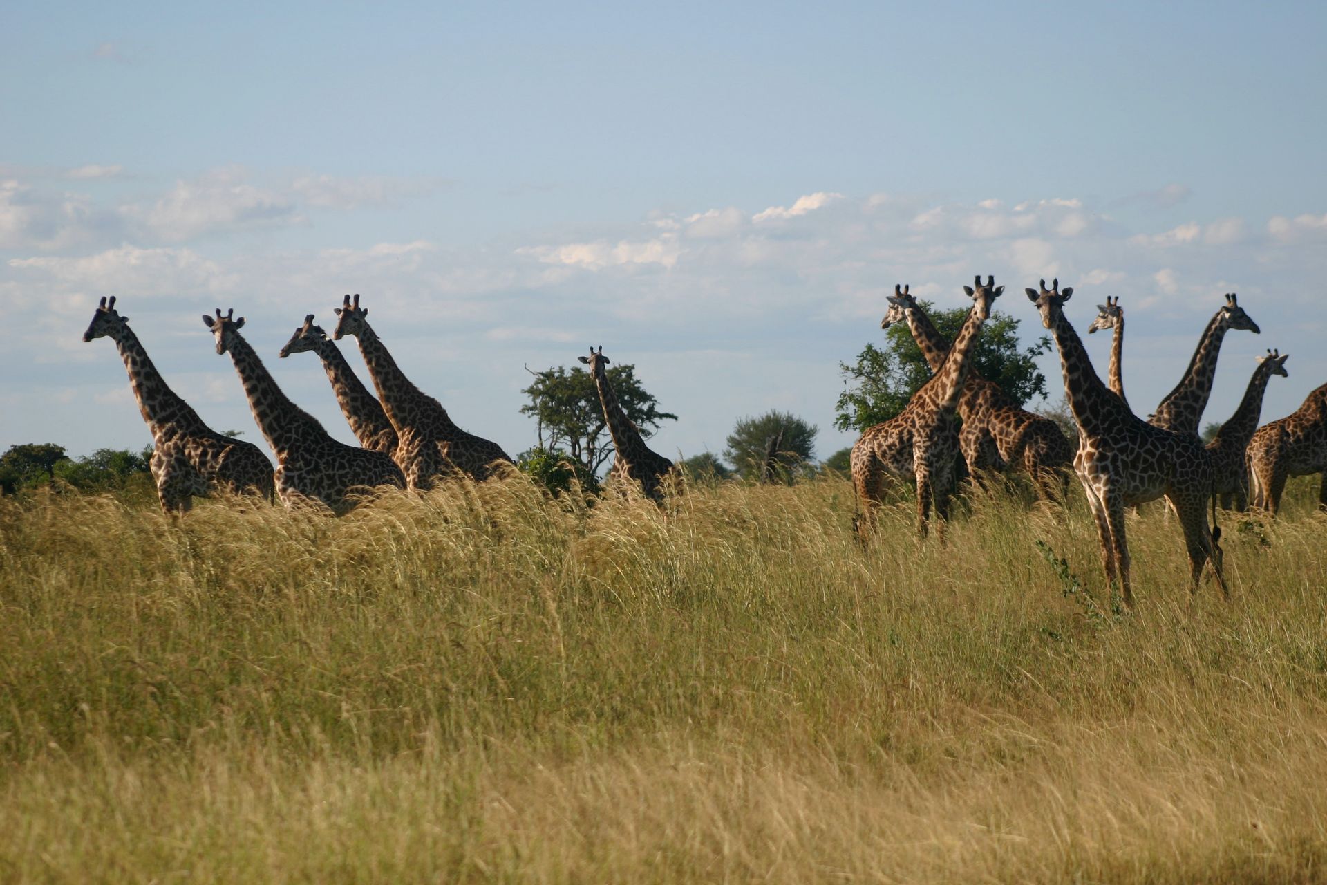 Several giraffes standing in tall grass on a savanna under a blue sky