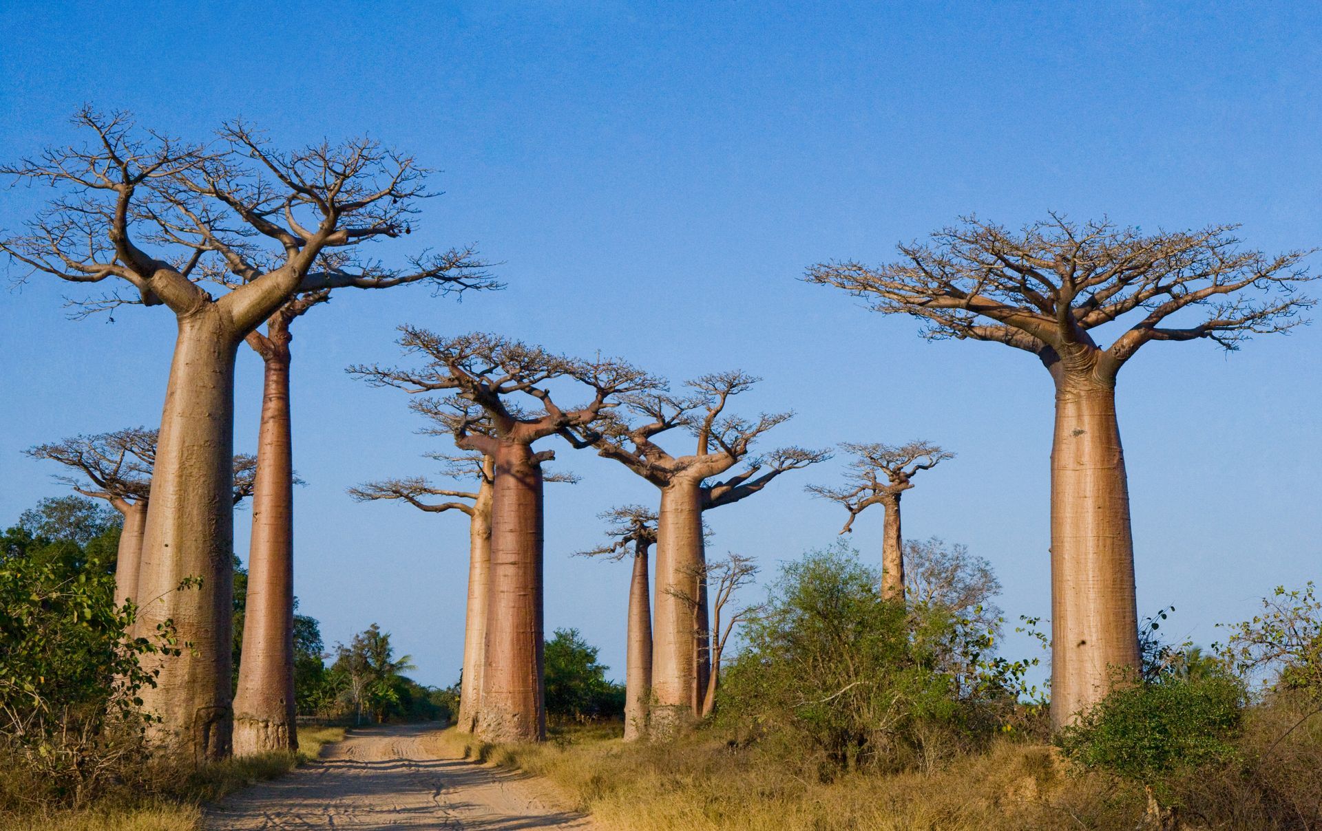 Avenue of baobab trees lining a dirt road under a clear blue sky