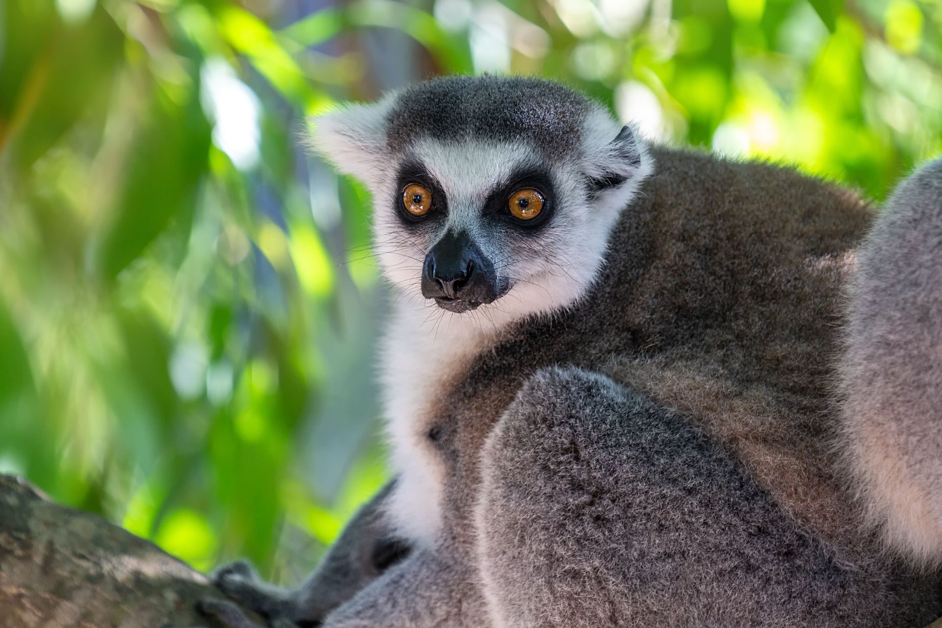 Lemur with bright eyes resting on a tree branch amid green foliage