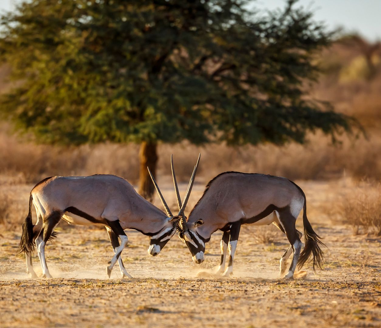 Two antelope with long horns facing off in a dry savanna