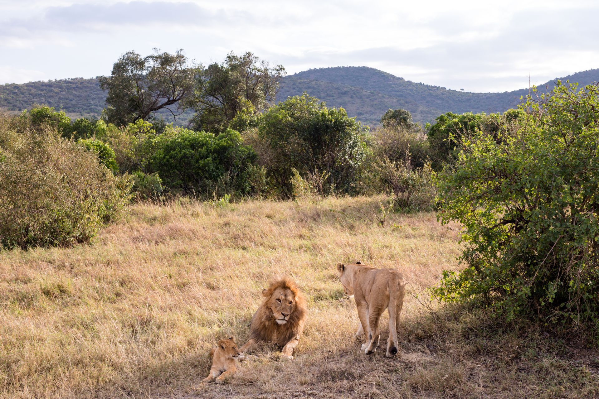 Two lions in dry grassland, one lying down and one standing, with hills in the background