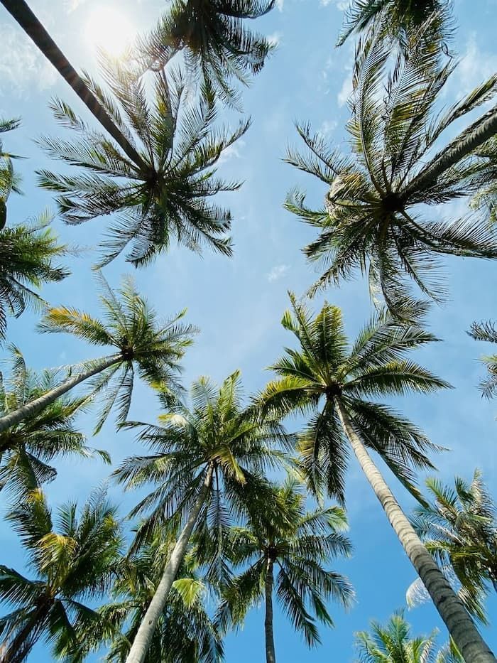 Looking up At Palm Trees Against a Blue Sk — Psych Solutions NT in Leanyer, NT