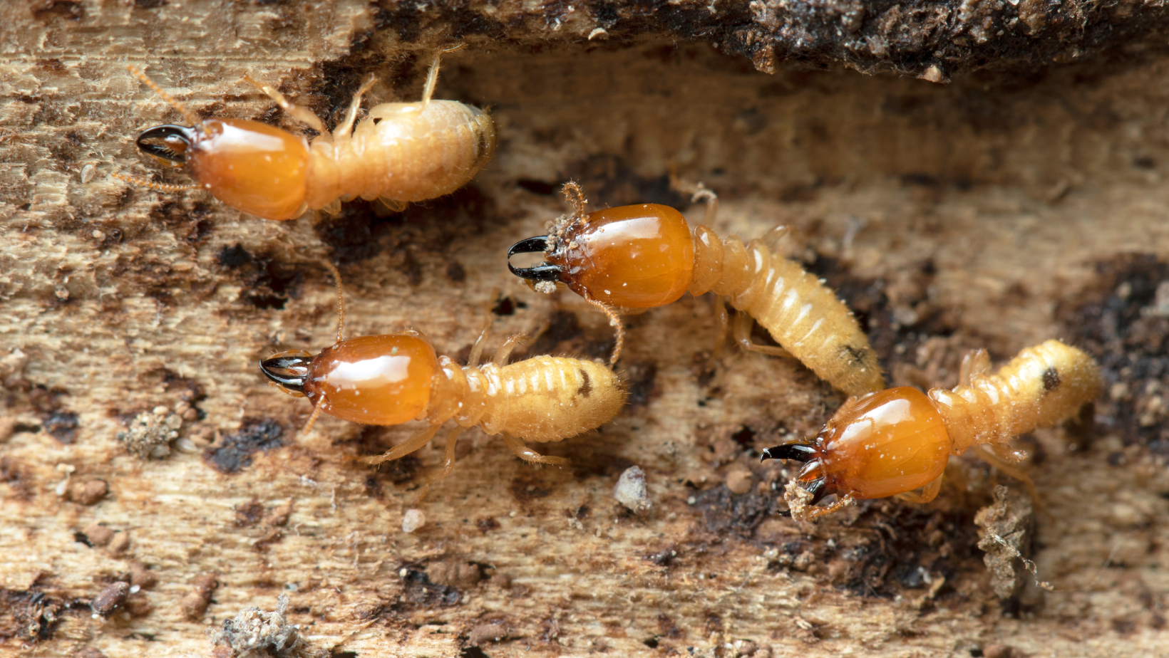 Termite Control