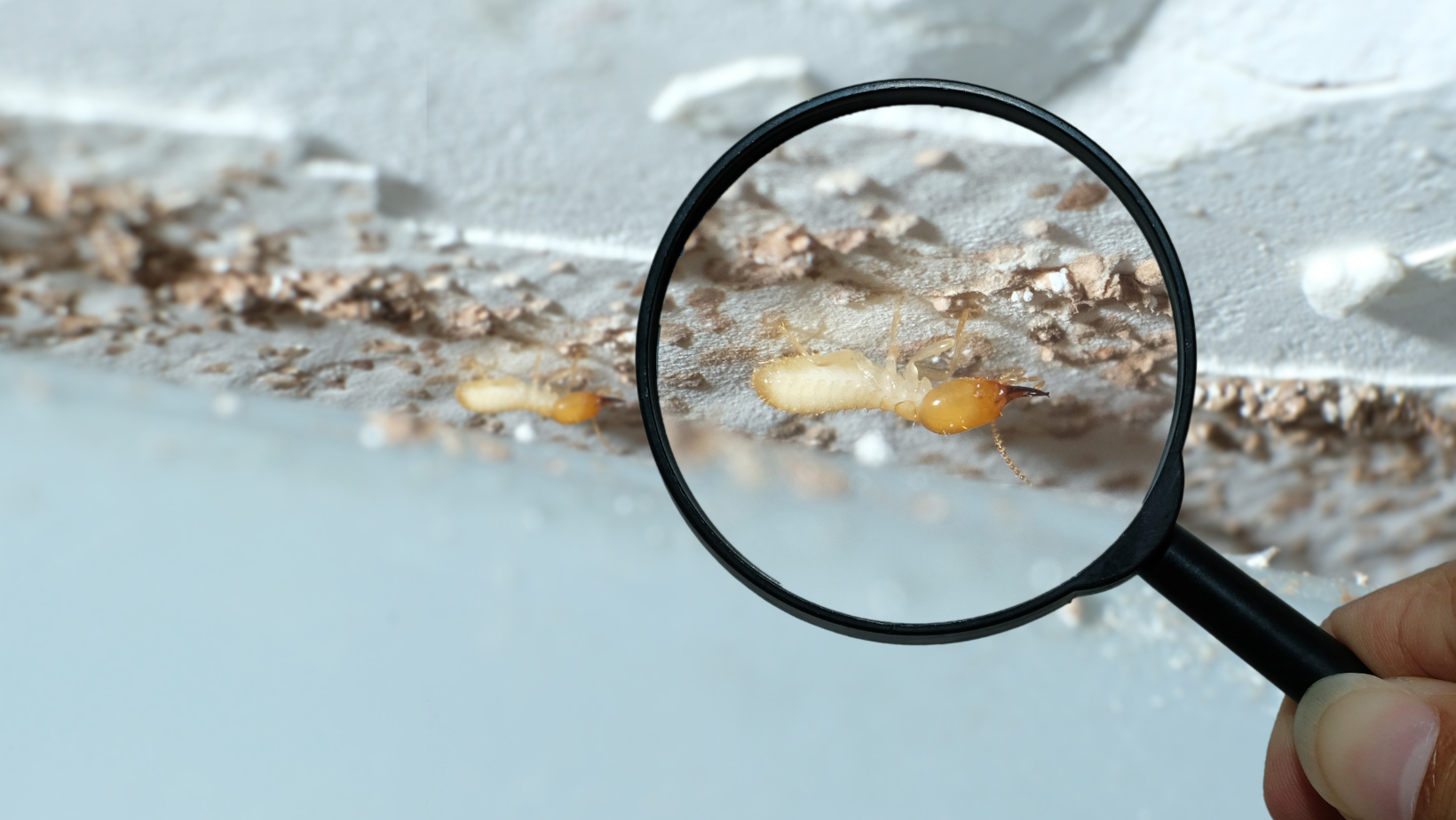 Pest Control - Senoia, GA - Home Source Pest Control Pest Control - Senoia, GA - Home Source Pest Control