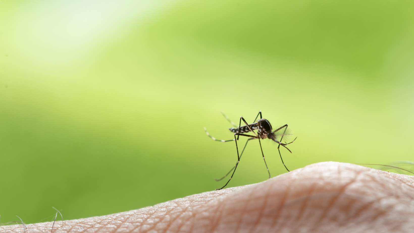 Pest Control - Senoia, GA - Home Source Pest Control Pest Control - Senoia, GA - Home Source Pest Control