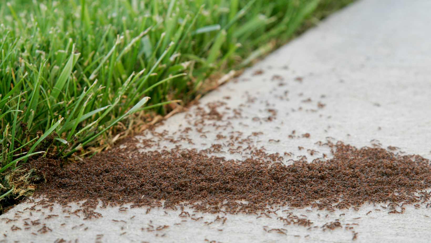 Pest Control - Senoia, GA - Home Source Pest Control Pest Control - Senoia, GA - Home Source Pest Control
