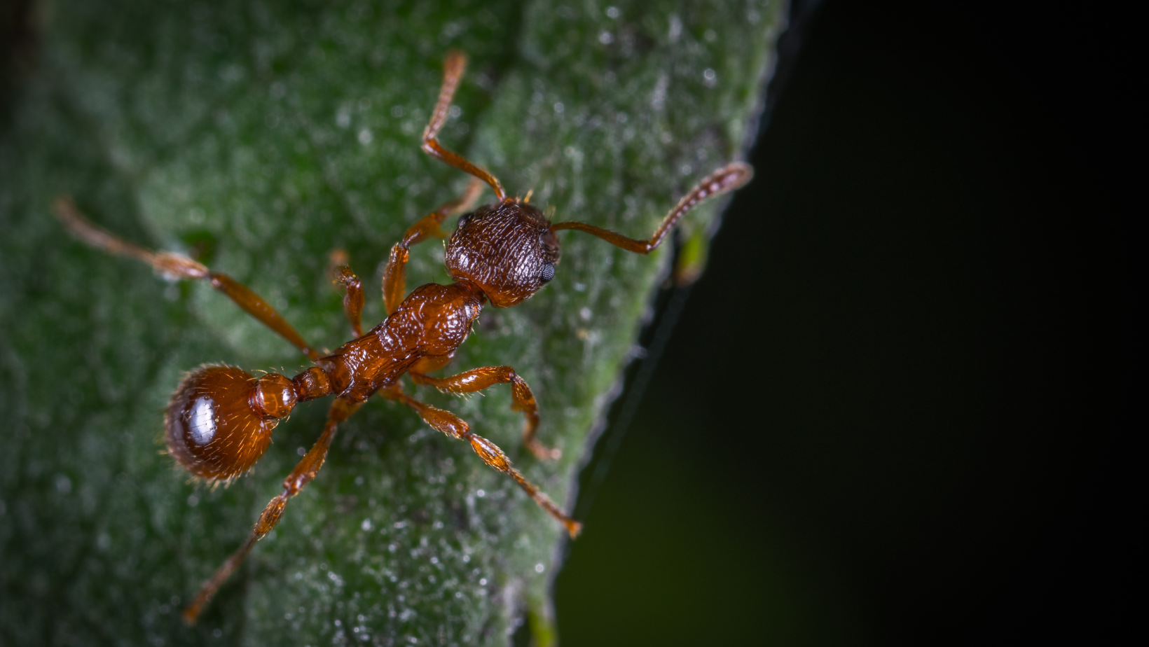 Pest Control - Senoia, GA - Home Source Pest Control Pest Control - Senoia, GA - Home Source Pest Control