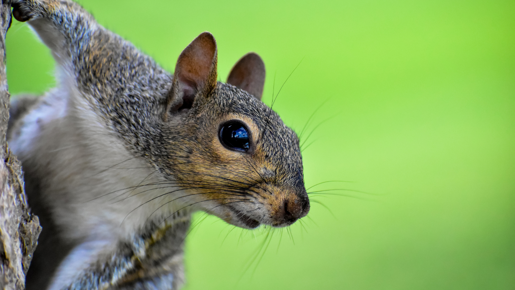 Pest Control - Senoia, GA - Home Source Pest Control Pest Control - Senoia, GA - Home Source Pest Control