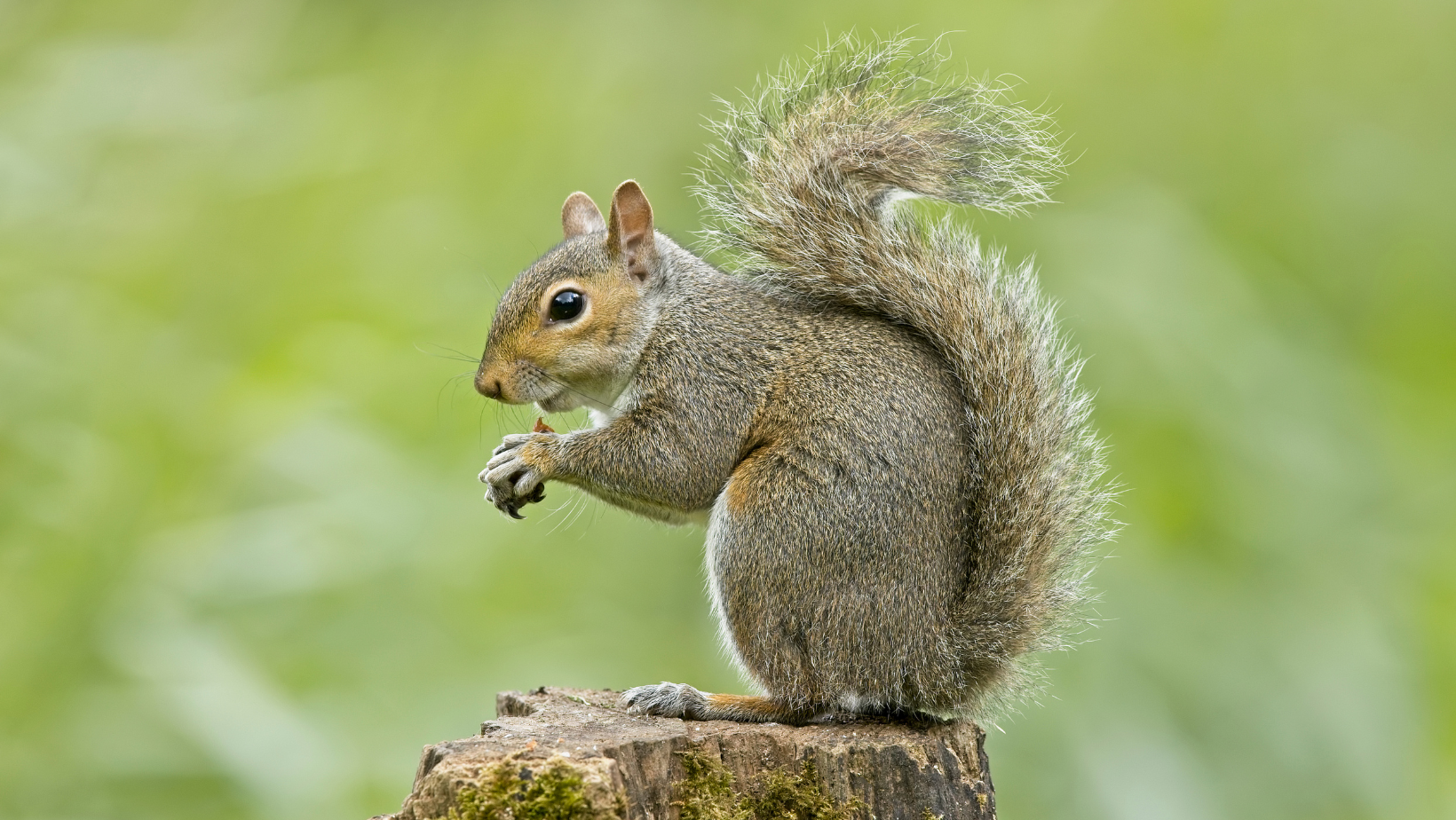 Pest Control - Senoia, GA - Home Source Pest Control Pest Control - Senoia, GA - Home Source Pest Control