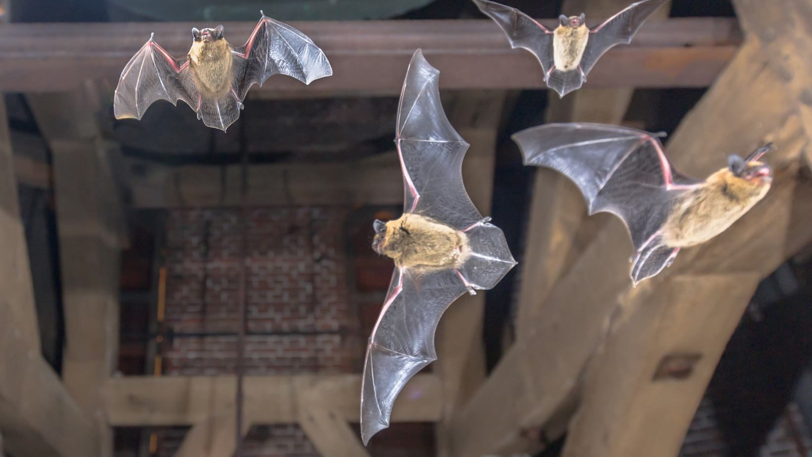 Bat Removal