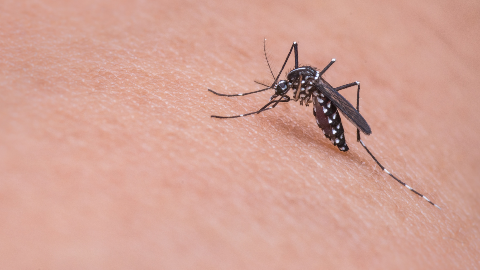 Pest Control - Senoia, GA - Home Source Pest Control Pest Control - Senoia, GA - Home Source Pest Control