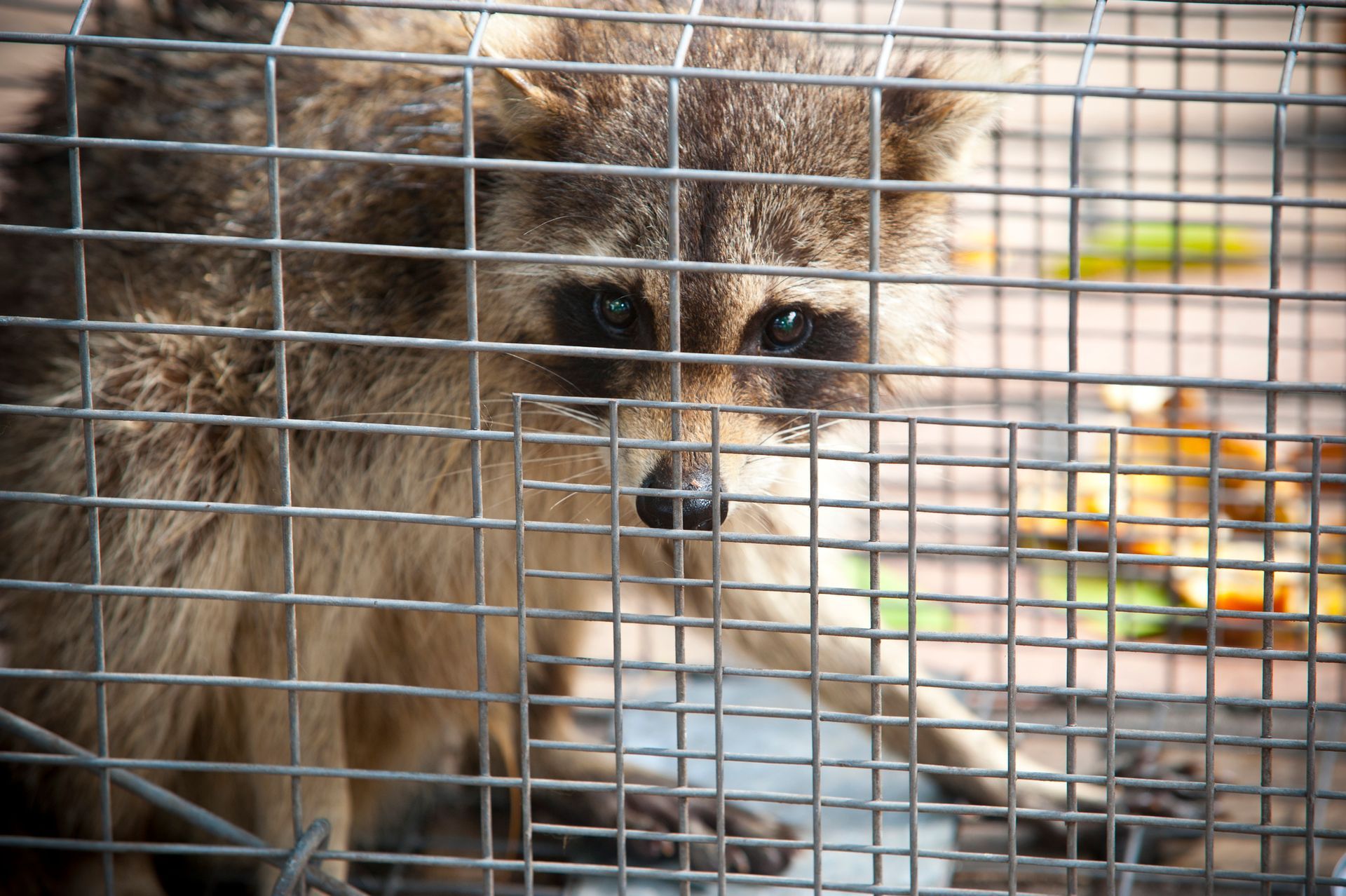 Wildlife Control - Senoia, GA - Home Source Pest Control Wildlife Control - Senoia, GA - Home Source Pest Control