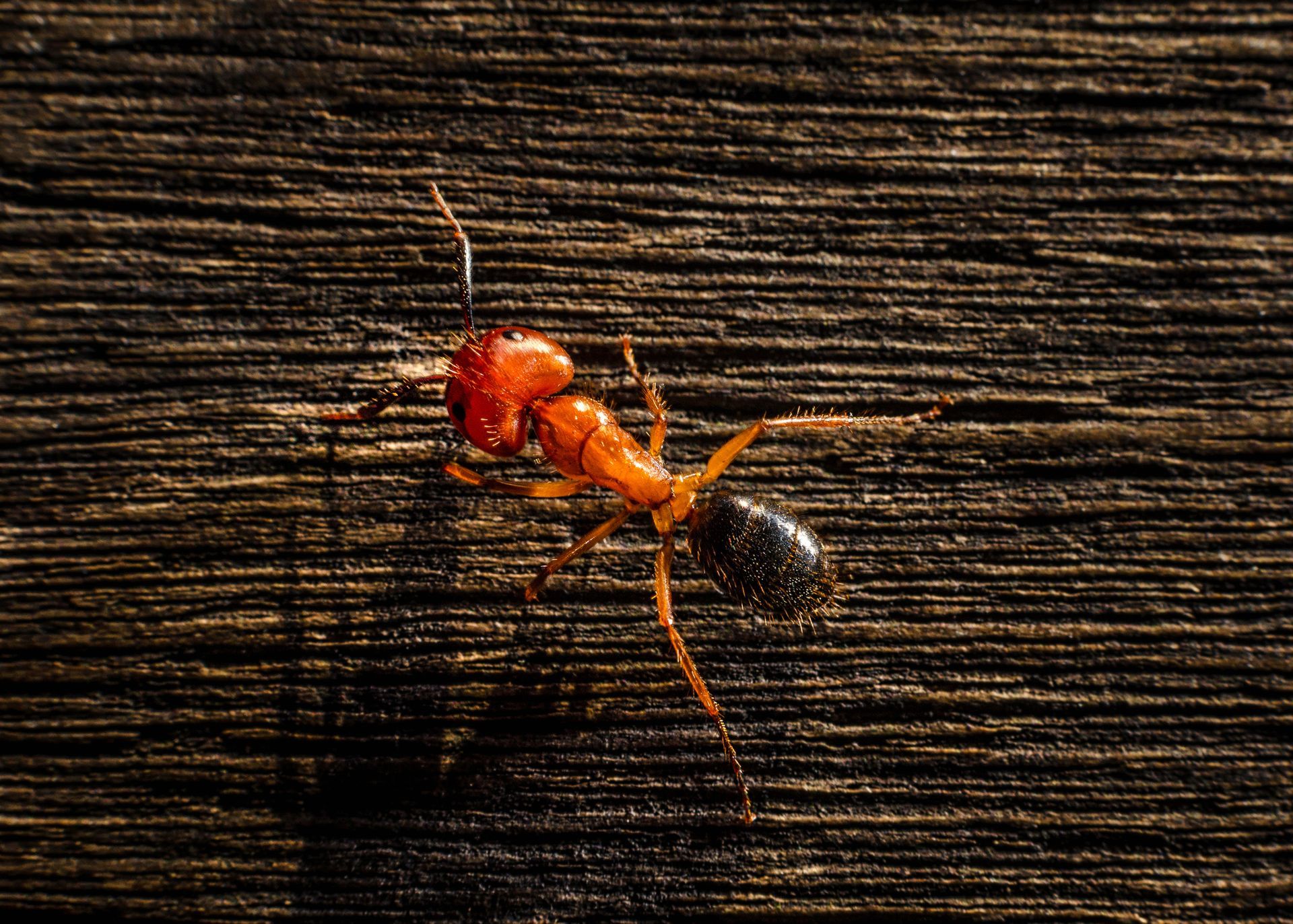 Fire Ant - Senoia, GA - Home Source Pest Control Fire Ant - Senoia, GA - Home Source Pest Control