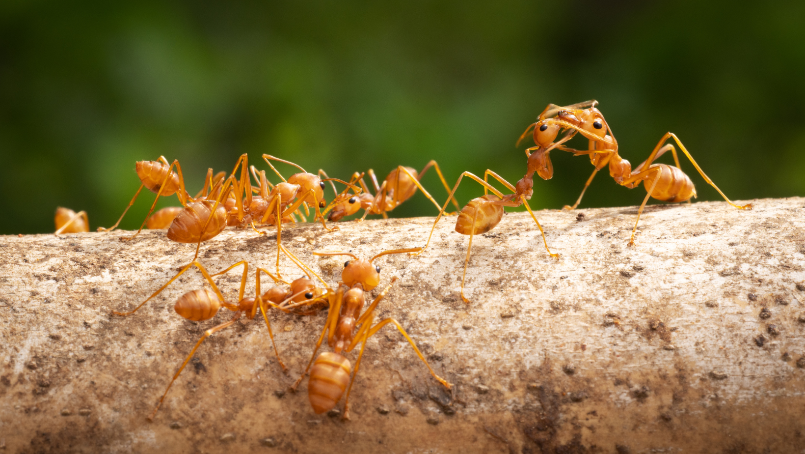Pest Control - Senoia, GA - Home Source Pest Control Pest Control - Senoia, GA - Home Source Pest Control